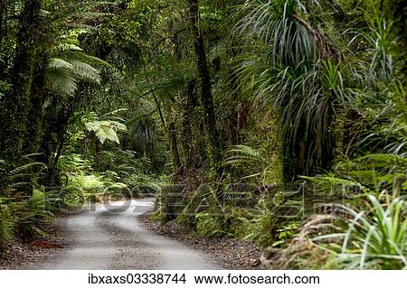 "Forest trail in the middle of a New Zealand jungle, Ruatapu, West Coast Region, New Zealand, Oceania" View Large Photo Image Picture - "Forest trail in the middle of a New Zealand jungle, Ruatapu, West Coast Region, New Zealand, Oceania". Fotosearch