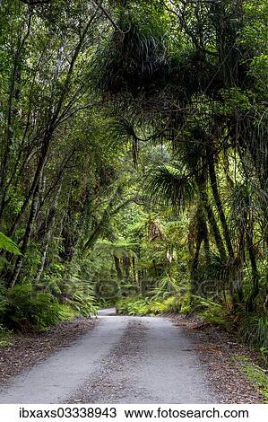 Stock Image - "Forest trail in the middle of a New Zealand jungle, Ruatapu, West Coast Region, New Zealand, Oceania". Fotosearch
