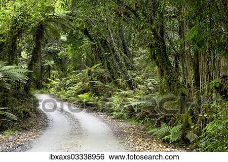 Stock Photograph - "Forest trail in the middle of a New Zealand jungle, Ruatapu, West Coast Region, New Zealand, Oceania". Fotosearch