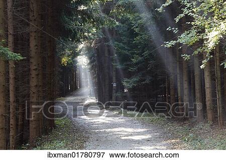 "Forest trail with rays of sunshine, Buschandlwand mountain, Wachau valley, Waldviertel region, Lower Austria, Austria, Europe" View Large Photo Image Stock Photo - "Forest trail with rays of sunshine, Buschandlwand mountain, Wachau valley, Waldviertel region, Lower Austria, Austria, Europe". Fotosearch