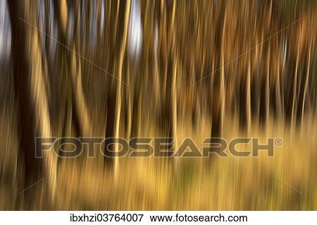 Stock Photo - "Forest, tree trunks, blurred". Fotosearch