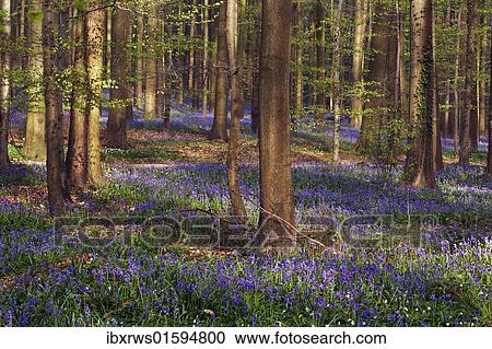 "Forest with bluebells, Hallerbos, Hall, Flanders, Belgium, Europe" View Large Photo Image Stock Image - "Forest with bluebells, Hallerbos, Hall, Flanders, Belgium, Europe". Fotosearch