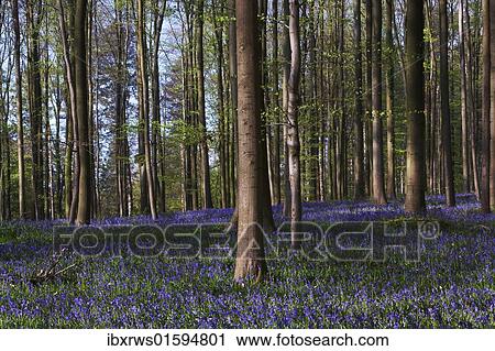 Stock Image - "Forest with bluebells, Hallerbos, Hall, Flanders, Belgium, Europe". Fotosearch