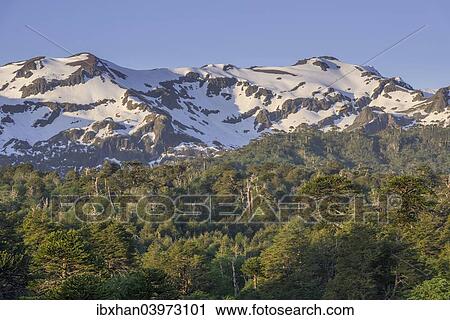 "Forest with Monkey puzzle trees (Araucaria araucana) and snow-capped mountains, Conguillio National Park, Melipeuco, Region de la Araucania, Chile, South America" View Large Photo Image Stock Image - "Forest with Monkey puzzle trees (Araucaria araucana) and snow-capped mountains, Conguillio National Park, Melipeuco, Region de la Araucania, Chile, South America". Fotosearch