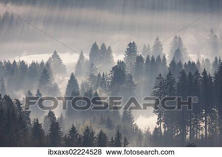 "Forest with morning fog, Black Forest, Breisgau in the Black Forest, Baden-Wuerttemberg, Germany, Europe" View Large Photo Image Stock Photo - "Forest with morning fog, Black Forest, Breisgau in the Black Forest, Baden-Wuerttemberg, Germany, Europe". Fotosearch