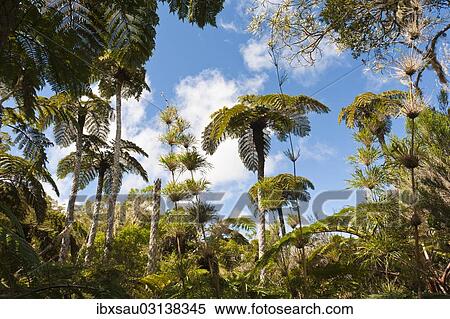 Stock Photography - "Forest with Tree Ferns (Cyatheales) and bamboo, Plaine des Chicots, Reunion National Park, Reunion". Fotosearch