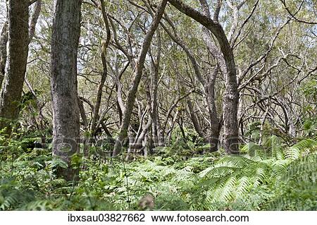 Stock Image - "Foret de Belouve, a tropical deciduous forest with Highland Tamarind (Acacia heterophylla) and ferns, near Hell-Bourg, Reunion". Fotosearch