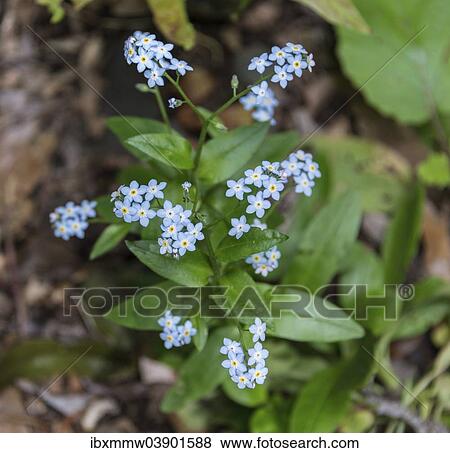 "Forget-me-not (Myosotis), La Palma, Canary Islands, Spain, Europe" View Large Photo Image Stock Photo - "Forget-me-not (Myosotis), La Palma, Canary Islands, Spain, Europe". Fotosearch