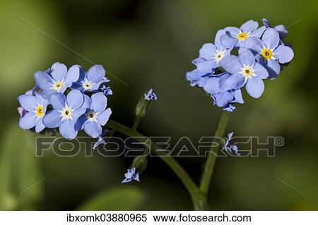 Forget-me-not (Myosotis sylvatica) View Large Photo Image Stock Photography - Forget-me-not (Myosotis sylvatica). Fotosearch