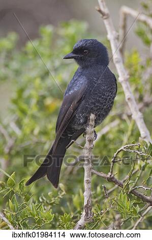 "Fork-tailed drongo (Dicrurus adsimilis) at Addo Elephant Park, South Africa, Africa" View Large Photo Image Picture - "Fork-tailed drongo (Dicrurus adsimilis) at Addo Elephant Park, South Africa, Africa". Fotosearch