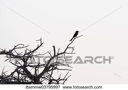 "Fork-tailed Drongo (Dicrurus adsimilis) perched on a dry branch, Etosha National Park, Namibia, Africa" View Large Photo Image Stock Photo - "Fork-tailed Drongo (Dicrurus adsimilis) perched on a dry branch, Etosha National Park, Namibia, Africa". Fotosearch