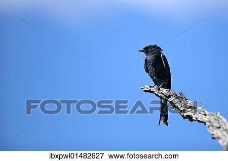 "Fork-tailed drongo (Dicrurus adsimilis), Waterberg Plateau Park, Namibia, Africa" View Large Photo Image Stock Photo - "Fork-tailed drongo (Dicrurus adsimilis), Waterberg Plateau Park, Namibia, Africa". Fotosearch