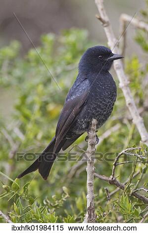 "Fork-tailed drongo (Dicrurus adsimilis) at Addo Elephant Park, South Africa, Africa" View Large Photo Image Stock Photography - "Fork-tailed drongo (Dicrurus adsimilis) at Addo Elephant Park, South Africa, Africa". Fotosearch