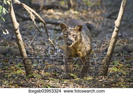 "Fossa (Cryptoprocta ferox), Kirindy forest, Toliara province, Madagascar, Africa" View Large Photo Image Picture - "Fossa (Cryptoprocta ferox), Kirindy forest, Toliara province, Madagascar, Africa". Fotosearch