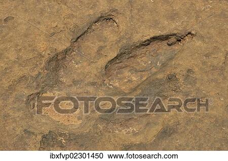 Stock Image - "Fossilized footprints of a Tyrannosaurus rex near the village of Mananga, Cameroon, Central Africa, Africa". Fotosearch