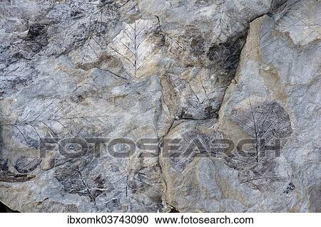Stock Image - "Fossils of deciduous leaves, 35-40 million years old, found on Longyearbreen Glacier, Longyeardalen valley, Spitsbergen Island, Svalbard Archipelago, Svalbard and Jan Mayen, Norway, Europe". Fotosearch