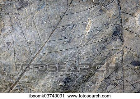 Stock Image - "Fossils of deciduous leaves, 35-40 million years old, found on Longyearbreen Glacier, Longyeardalen valley, Spitsbergen Island, Svalbard Archipelago, Svalbard and Jan Mayen, Norway, Europe". Fotosearch