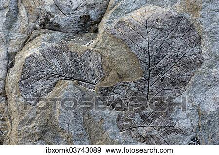 "Fossils of deciduous leaves, 35-40 million years old, found on Longyearbreen Glacier, Longyeardalen valley, Spitsbergen Island, Svalbard Archipelago, Svalbard and Jan Mayen, Norway, Europe" View Large Photo Image Stock Photo - "Fossils of deciduous leaves, 35-40 million years old, found on Longyearbreen Glacier, Longyeardalen valley, Spitsbergen Island, Svalbard Archipelago, Svalbard and Jan Mayen, Norway, Europe". Fotosearch