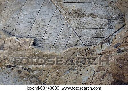 "Fossils of deciduous leaves, 35-40 million years old, found on Longyearbreen Glacier, Longyeardalen valley, Spitsbergen Island, Svalbard Archipelago, Svalbard and Jan Mayen, Norway, Europe" View Large Photo Image Stock Photograph - "Fossils of deciduous leaves, 35-40 million years old, found on Longyearbreen Glacier, Longyeardalen valley, Spitsbergen Island, Svalbard Archipelago, Svalbard and Jan Mayen, Norway, Europe". Fotosearch