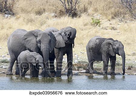 "Four African Elephants (Loxodonta africana), adults and sub-adults standing and drinking water, Etosha National Park, Namibia, Africa" View Large Photo Image Stock Photograph - "Four African Elephants (Loxodonta africana), adults and sub-adults standing and drinking water, Etosha National Park, Namibia, Africa". Fotosearch