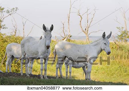 "Four Austria-Hungarian White donkeys or Baroque Donkeys, National Park Lake Neusiedl, Seewinkel, Northern Burgenland, Burgenland, Austria, Europe" View Large Photo Image Stock Photo - "Four Austria-Hungarian White donkeys or Baroque Donkeys, National Park Lake Neusiedl, Seewinkel, Northern Burgenland, Burgenland, Austria, Europe". Fotosearch