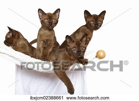 Stock Image - "Four Burmese cats, 10 weeks old". Fotosearch