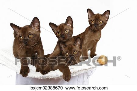 Stock Image - "Four Burmese cats, 10 weeks old". Fotosearch
