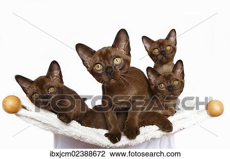 "Four Burmese cats, 10 weeks old" View Large Photo Image Stock Image - "Four Burmese cats, 10 weeks old". Fotosearch