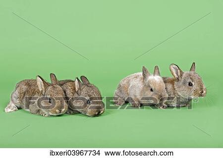 Four Domestic Rabbits (Oryctolagus cuniculus forma domestica) View Large Photo Image Picture - Four Domestic Rabbits (Oryctolagus cuniculus forma domestica). Fotosearch