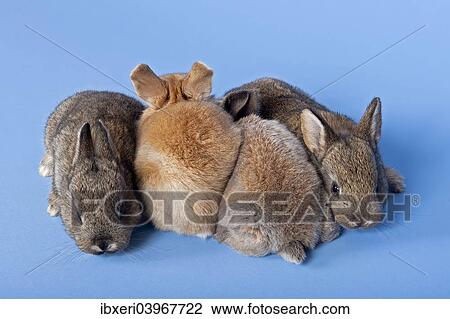 Four Domestic Rabbits (Oryctolagus cuniculus forma domestica) View Large Photo Image Stock Image - Four Domestic Rabbits (Oryctolagus cuniculus forma domestica). Fotosearch