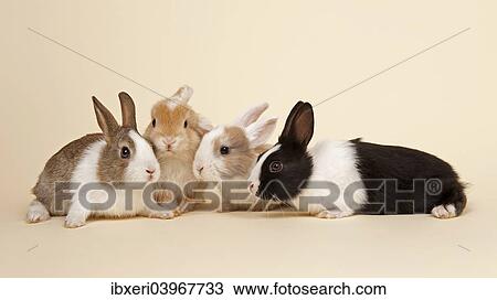Stock Image - Four Dutch rabbits. Fotosearch