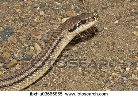 Stock Photography - "Four-lined Snake (Elaphe quatorlineata), Lake Kerkini area, Central Macedonia, Greece, Europe". Fotosearch