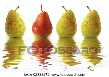 "Four pears, three green, one red, with reflection" View Large Photo Image Stock Photo - "Four pears, three green, one red, with reflection". Fotosearch