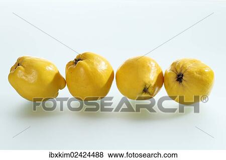 Four quinces (Cydonia oblonga) in a row View Large Photo Image Stock Photo - Four quinces (Cydonia oblonga) in a row. Fotosearch