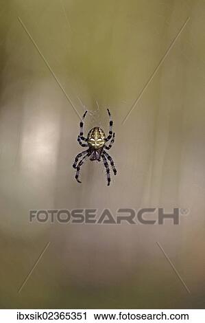 "Four-spot orb-weaver (Araneus quadratus), Lake Federsee region, Upper Swabia, Baden-Wuerttemberg, Germany, Europe" View Large Photo Image Stock Image - "Four-spot orb-weaver (Araneus quadratus), Lake Federsee region, Upper Swabia, Baden-Wuerttemberg, Germany, Europe". Fotosearch