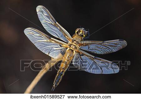 "Four-spotted chaser, Four-spotted skimmer (Libellula quadrimaculata)" View Large Photo Image Stock Photo - "Four-spotted chaser, Four-spotted skimmer (Libellula quadrimaculata)". Fotosearch