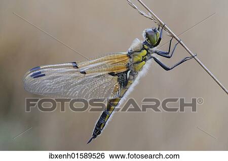 Stock Photograph - "Four-spotted chaser, Four-spotted skimmer (Libellula quadrimaculata)". Fotosearch