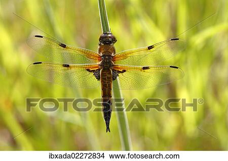 "Four-spotted chaser (Libellula quadrimaculata), perched on a blade of grass, Huehnermoor marsh near Marienfeld, Guetersloh, North Rhine-Westphalia, Germany, Europe" View Large Photo Image Picture - "Four-spotted chaser (Libellula quadrimaculata), perched on a blade of grass, Huehnermoor marsh near Marienfeld, Guetersloh, North Rhine-Westphalia, Germany, Europe". Fotosearch