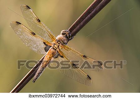 "Four-spotted Chaser (Libellula quadrimaculata), Bavaria, Germany, Europe" View Large Photo Image Picture - "Four-spotted Chaser (Libellula quadrimaculata), Bavaria, Germany, Europe". Fotosearch