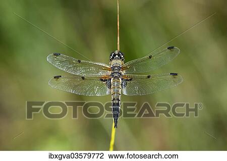 "Four-spotted Chaser (Libellula quadrimaculata), male, Versoix, Canton of Geneva, Switzerland, Europe" View Large Photo Image Stock Image - "Four-spotted Chaser (Libellula quadrimaculata), male, Versoix, Canton of Geneva, Switzerland, Europe". Fotosearch