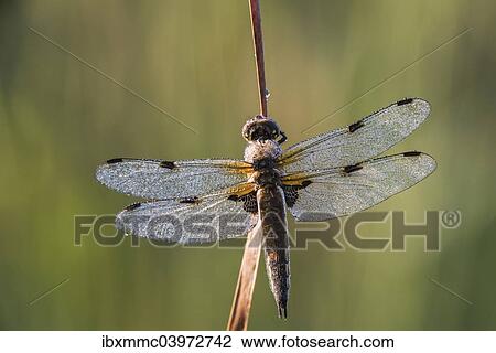 Stock Image - "Four-spotted Chaser (Libellula quadrimaculata), Bavaria, Germany, Europe". Fotosearch