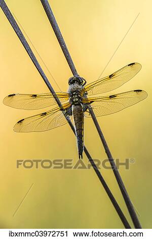 "Four-spotted Chaser (Libellula quadrimaculata), Bavaria, Germany, Europe" View Large Photo Image Stock Image - "Four-spotted Chaser (Libellula quadrimaculata), Bavaria, Germany, Europe". Fotosearch