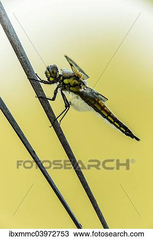 "Four-spotted Chaser (Libellula quadrimaculata), Bavaria, Germany, Europe" View Large Photo Image Stock Image - "Four-spotted Chaser (Libellula quadrimaculata), Bavaria, Germany, Europe". Fotosearch