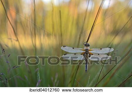 "Four-spotted Chaser (Libellula quadrimaculata) covered in dew, on rush, Grosses Veen, North Rhine-Westphalia, Germany, Europe" View Large Photo Image Stock Image - "Four-spotted Chaser (Libellula quadrimaculata) covered in dew, on rush, Grosses Veen, North Rhine-Westphalia, Germany, Europe". Fotosearch
