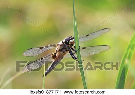 "Four-spotted Chaser (Libellula quadrimaculata), dragonfly" View Large Photo Image Stock Image - "Four-spotted Chaser (Libellula quadrimaculata), dragonfly". Fotosearch