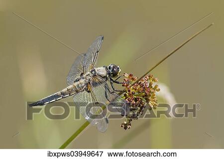 Stock Photo - "Four-Spotted Chaser (Libellula quadrimaculata), on grass, South Wales, United Kingdom, Europe". Fotosearch