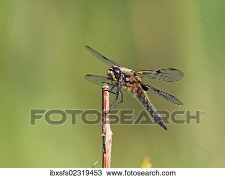 "Four-spotted Chaser or Four-spotted Skimmer (Libellula quadrimaculata), perched on a stick" View Large Photo Image Stock Image - "Four-spotted Chaser or Four-spotted Skimmer (Libellula quadrimaculata), perched on a stick". Fotosearch