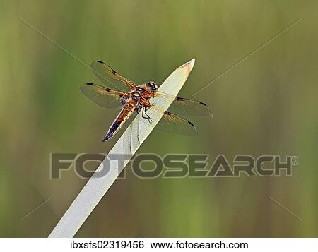 Stock Photograph - "Four-spotted Chaser or Four-spotted Skimmer (Libellula quadrimaculata), perched on a blade". Fotosearch