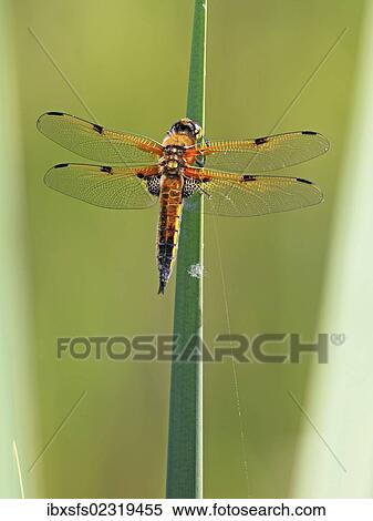 Stock Photography - "Four-spotted Chaser or Four-spotted Skimmer (Libellula quadrimaculata), perched on a blade". Fotosearch