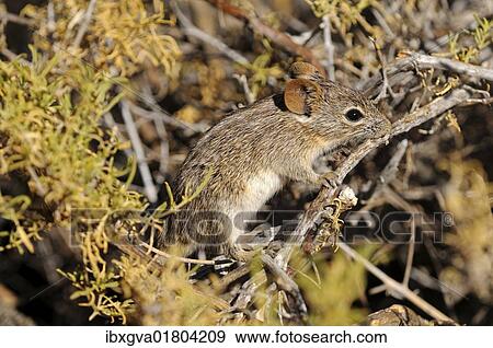 Stock Photo - "Four-striped Grass Mouse or Four-striped Grass Rat (Rhabdomys pumilio), in its natural habitat, Goegap Nature Reserve, Namaqualand, South Africa, Africa". Fotosearch